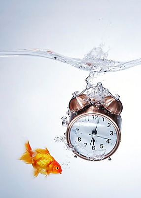 포토 JPG 스튜디오촬영 동물 한마리 시계 백그라운드 실내 관상어 어류 사람없음 빨간색 주황색 수중 수중동물 자명종 물방울 탁상시계 금붕어 빠짐 수중사진 국내포토 1 컬러 내부 알람 파일형식