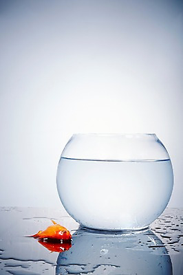 포토 JPG 스튜디오촬영 동물 한마리 백그라운드 실내 관상어 어류 사람없음 빨간색 물 주황색 수중동물 어항 버리기 금붕어 쏟아짐 시체 국내포토 자연요소 1 컬러 모션 내부 파일형식