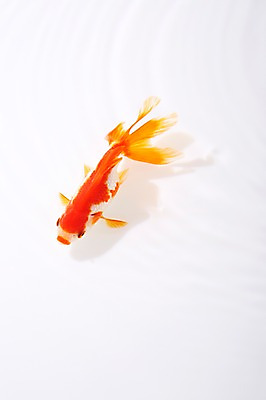 포토 JPG 스튜디오촬영 동물 한마리 백그라운드 실내 관상어 어류 사람없음 빨간색 주황색 수중동물 금붕어 국내포토 1 컬러 내부 파일형식