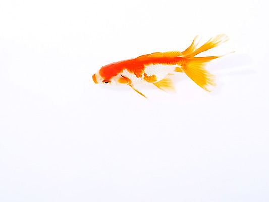 포토 JPG 스튜디오촬영 동물 한마리 백그라운드 실내 관상어 어류 사람없음 빨간색 주황색 수중동물 금붕어 국내포토 1 컬러 내부 파일형식