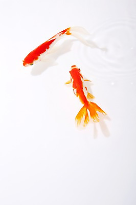 포토 JPG 스튜디오촬영 동물 백그라운드 두마리 실내 관상어 어류 사람없음 빨간색 주황색 수중동물 금붕어 국내포토 컬러 2 내부 파일형식