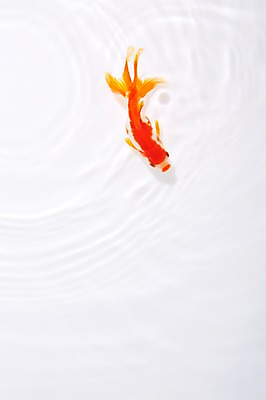 포토 JPG 스튜디오촬영 동물 한마리 물결 백그라운드 실내 관상어 어류 사람없음 빨간색 물 주황색 수중동물 금붕어 국내포토 자연요소 1 컬러 내부 파일형식
