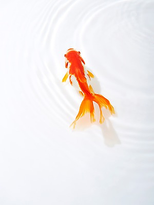 포토 JPG 스튜디오촬영 동물 한마리 물결 백그라운드 실내 관상어 어류 사람없음 빨간색 물 주황색 수중동물 금붕어 국내포토 자연요소 1 컬러 내부 파일형식