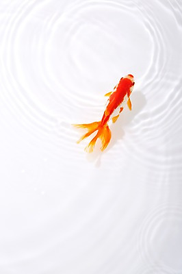 포토 JPG 스튜디오촬영 동물 한마리 물결 백그라운드 실내 관상어 어류 사람없음 빨간색 물 주황색 수중동물 금붕어 국내포토 자연요소 1 컬러 내부 파일형식