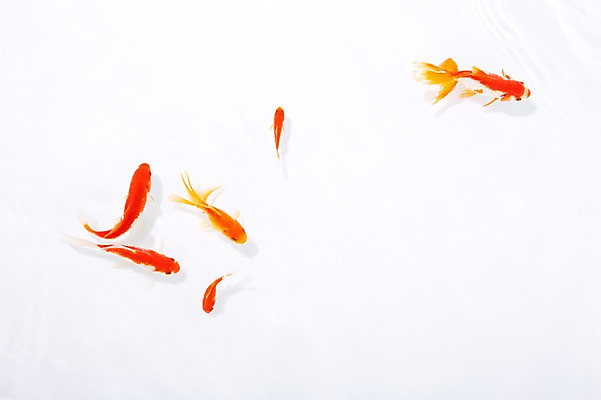포토 JPG 스튜디오촬영 동물 다수 백그라운드 여러마리 실내 관상어 어류 사람없음 빨간색 주황색 수중동물 금붕어 국내포토 컬러 내부 파일형식