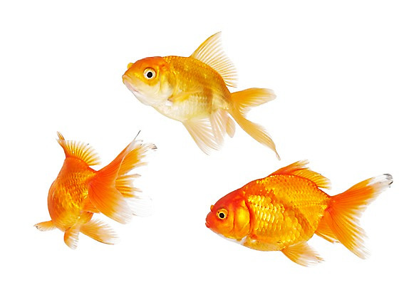 포토 JPG 스튜디오촬영 동물 백그라운드 실내 세마리 관상어 어류 누끼 사람없음 빨간색 주황색 수중동물 금붕어 국내포토 컬러 3 내부 파일형식