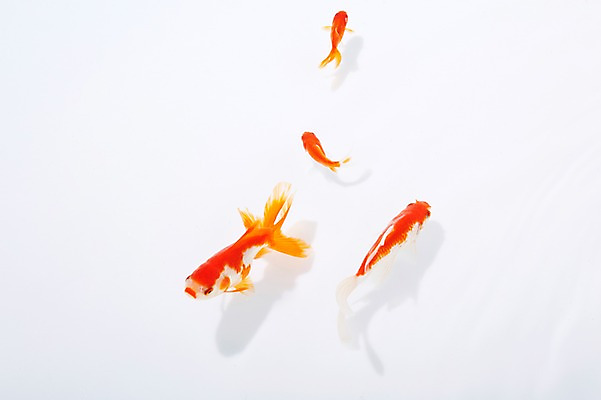 포토 JPG 스튜디오촬영 동물 다수 백그라운드 여러마리 실내 관상어 어류 사람없음 빨간색 주황색 수중동물 금붕어 국내포토 컬러 내부 파일형식