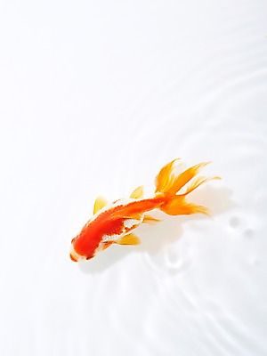 포토 JPG 스튜디오촬영 동물 한마리 물결 백그라운드 실내 관상어 어류 사람없음 빨간색 물 주황색 수중동물 금붕어 국내포토 자연요소 1 컬러 내부 파일형식