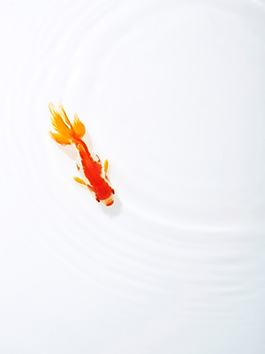 포토 JPG 스튜디오촬영 동물 한마리 백그라운드 실내 관상어 어류 사람없음 빨간색 주황색 수중동물 금붕어 국내포토 1 컬러 내부 파일형식