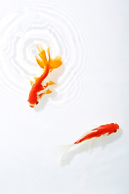 포토 JPG 스튜디오촬영 동물 물결 백그라운드 두마리 실내 관상어 어류 사람없음 빨간색 물 주황색 수중동물 금붕어 국내포토 자연요소 컬러 2 내부 파일형식