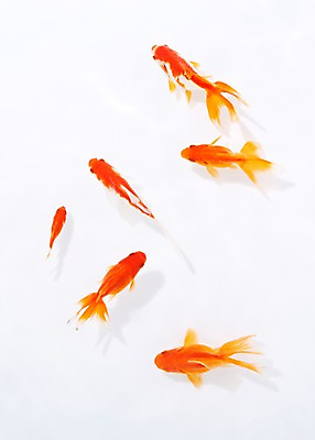 포토 JPG 스튜디오촬영 동물 다수 백그라운드 여러마리 실내 관상어 어류 사람없음 빨간색 주황색 수중동물 금붕어 국내포토 컬러 내부 파일형식