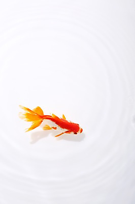 포토 JPG 스튜디오촬영 동물 한마리 물결 백그라운드 실내 관상어 어류 사람없음 빨간색 물 주황색 수중동물 금붕어 국내포토 자연요소 1 컬러 내부 파일형식