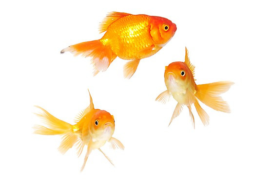 포토 JPG 스튜디오촬영 동물 백그라운드 실내 세마리 관상어 어류 누끼 사람없음 빨간색 주황색 수중동물 금붕어 국내포토 컬러 3 내부 파일형식