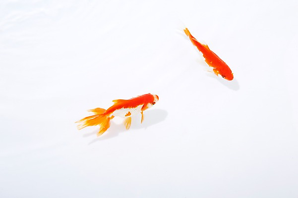 포토 JPG 스튜디오촬영 동물 백그라운드 두마리 실내 관상어 어류 사람없음 빨간색 주황색 수중동물 금붕어 국내포토 컬러 2 내부 파일형식