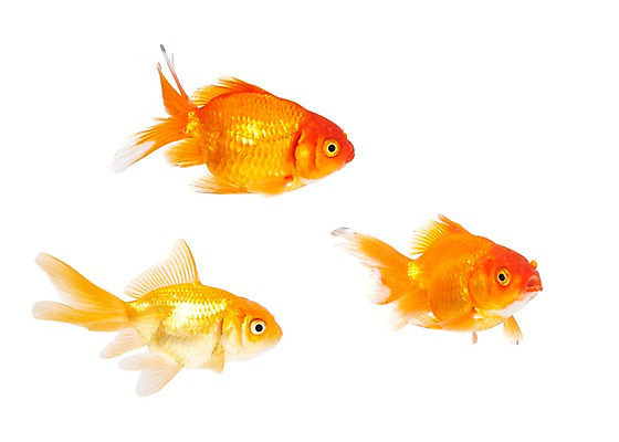 포토 JPG 스튜디오촬영 동물 백그라운드 실내 세마리 관상어 어류 누끼 사람없음 빨간색 주황색 수중동물 금붕어 국내포토 컬러 3 내부 파일형식