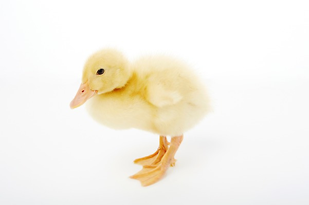 포토 JPG 스튜디오촬영 동물 척추동물 한마리 새끼 조류 오리 실내 사람없음 수중동물 국내포토 1 내부 파일형식