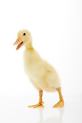 포토 JPG 스튜디오촬영 동물 척추동물 한마리 새끼 조류 오리 실내 사람없음 수중동물 국내포토 1 내부 파일형식