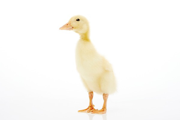 포토 JPG 스튜디오촬영 동물 척추동물 한마리 새끼 조류 오리 실내 사람없음 수중동물 국내포토 1 내부 파일형식