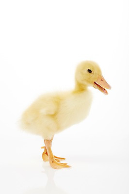 포토 JPG 스튜디오촬영 동물 척추동물 한마리 새끼 조류 오리 실내 사람없음 수중동물 국내포토 1 내부 파일형식