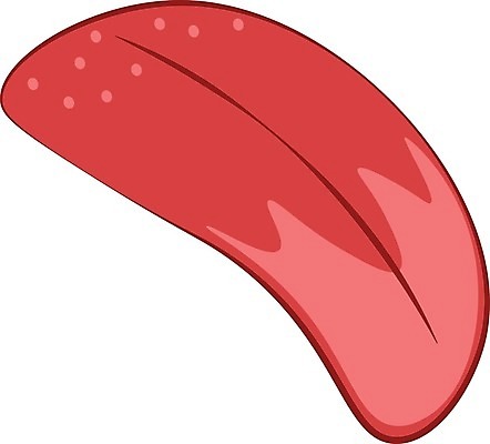 EPS 해외이미지 교육 과학 일러스트 해부 근육 건강 사람 오픈 입 감각 오르간 달콤 핥기 혀 묘사 그림 시스템 억울 해외202004 해외일러스트 감정 의학 모션 신체부위 건반악기 맛 파일형식 벡터 악기 컨셉 건반 음악 문화예술 이미지허브