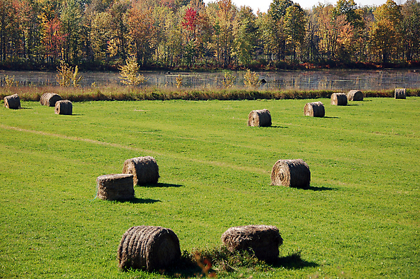 포토 JPG 해외이미지 나무 계절 공원 잎 농업 자연 아침 풍경 사람없음 야외 초록색 물 빛 노란색 일출 침묵 안개 가을 시골 숲 땅 장면 뿌연 해외202004 해외포토 주간 자연요소 식물 공공시설 산업 컬러 날씨 노을 소리 생태계 파일형식 이미지허브