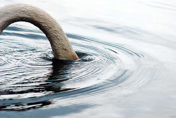포토 JPG 해외이미지 동물 응시 야생동물 오렌지 자연 조류 사람없음 물 머리 흰색 우아함 깃털 부리 백조 부드러움 목 해외202004 해외포토 자연요소 시선 컬러 컨셉 과일 신체부위 감각 생태계 파일형식 이미지허브