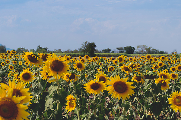 포토 JPG 해외이미지 식물 계절 꽃 행복 여행 백그라운드 꽃무늬 패턴 밭 농업 자연 하늘 불꽃 해바라기 풍경 사람없음 야외 파란색 농작물 컬러풀 태양 노란색 환경 일몰 터치 성장 벚꽃 시골 개화 유기농 많음 카피스페이스 세련 해외202004 해외포토 자연요소 웰빙 감정 산업 컬러 컨셉 무늬 불 노을 공백 생태계 파일형식 이미지허브