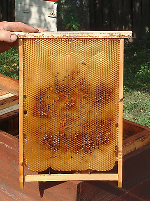 포토 JPG 해외이미지 동물 곤충 농업 자연 동물원 사람없음 반려동물 벌 질감 향기 뼈대 꿀 여왕 벌집 드론 왁스 해외202004 해외포토 산업 생태계 냄새 파일형식 이미지허브