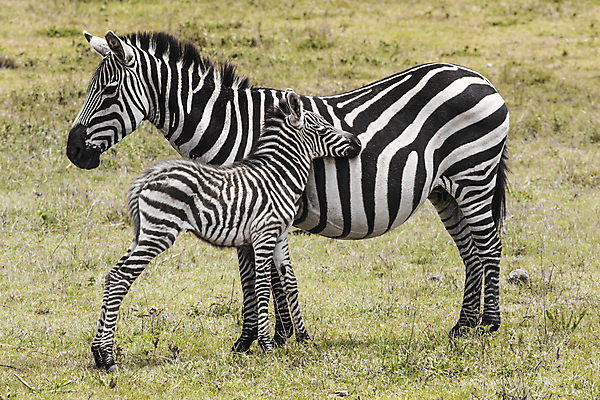 포토 JPG 해외이미지 동물 도로 여행 포유류 아프리카 하늘 초식동물 휴가 산 흑백 사람없음 초록색 파란색 갈색 계곡 검은색 줄무늬 흰색 입 행운 황무지 방목 사파리 언덕 꼬리 탄자니아 해외202004 해외포토 나라 길 컬러 컨셉 무늬 교통시설 촬영기법 신체부위 축산업 파일형식 이미지허브