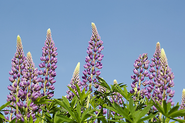 포토 JPG 해외이미지 식물 꽃잎 꽃 줄기 잎 자연 하늘 사람없음 초록색 파란색 보라색 개화 그리너리 해외202004 해외포토 컬러 생태계 파일형식 트랜드컬러 이미지허브