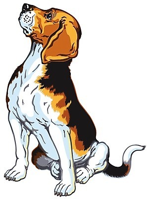 EPS 해외이미지 동물 일러스트 포유류 앉기 반려동물 개 흰배경 사냥개 비글 송곳니 고립 기르기 유래 해외202004 해외일러스트 백그라운드 모션 흰색 치아 돌봄 파일형식 벡터 이미지허브