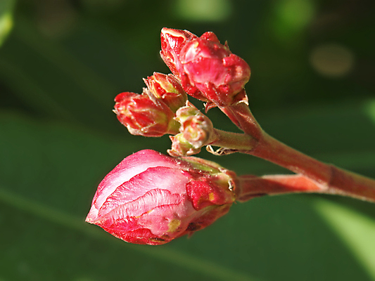 포토 JPG 해외이미지 식물 분홍색 하늘 사람없음 빨간색 파란색 장미 새싹 독약 위험 지중해 남쪽 월계수 프로방스 해외202004 해외포토 꽃 바다 컬러 컨셉 방향 파일형식 이미지허브