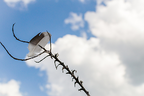 포토 JPG 해외이미지 구름 여자 포스터 백그라운드 컨셉 날개 상상 자연 하늘 천사 아이디어 미술 풍경 사람없음 파란색 빛 평화 꿈 자유 흰색 기도 죽음 시간 남색 깃털 부드러움 신성 공상 마법 천국 솜털 신앙심 해외202004 해외포토 자연요소 컬러 문화예술 사람 감각 생태계 파일형식 이미지허브