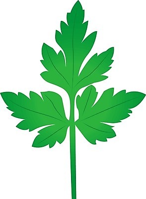 EPS 해외이미지 클립아트 식물 계절 백그라운드 잎 채소 일러스트 재료 파슬리 건강 요리 농장 머리 정원 식사 봄 샐러드 수확 흰색 나뭇가지 신선 고명 양념 조미료 시장 허브 향신료 오브젝트 유기농 날것 향 상록수 성분 내추럴 고립 엘리먼트 채식주의자 비건 해외202004 해외일러스트 나무 웰빙 음식 컬러 농업 신체부위 채식 향미료 파일형식 벡터 이미지허브