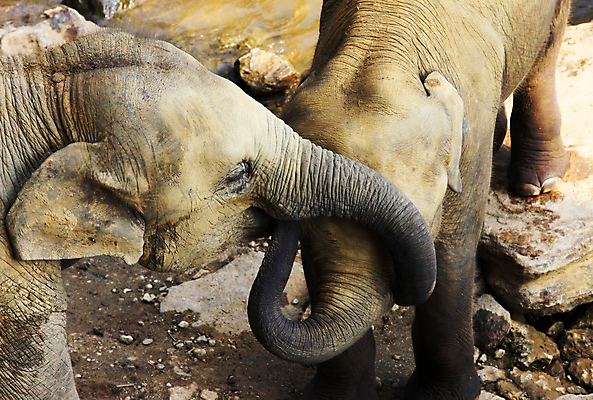 포토 JPG 해외이미지 동물 야생동물 어린이 밭 포유류 아프리카 자연 코끼리 키스 서기 사람없음 야외 초록색 물 황무지 치아 위험 큼 갈증 귀 먼지 5 상아 서식지 남쪽 내추럴 동물상 해외202004 해외포토 자연요소 나라 컬러 컨셉 농업 모션 사람 신체부위 조형물 숫자 소화기관 크기 방향 애정표현 생태계 파일형식 이미지허브