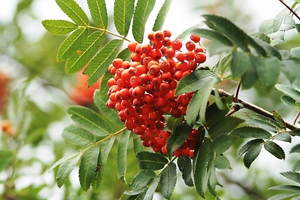 포토 JPG 해외이미지 나무 꽃 노르웨이 사람없음 빨간색 여름 가을 해외202004 해외포토 식물 계절 유럽 컬러 파일형식 이미지허브