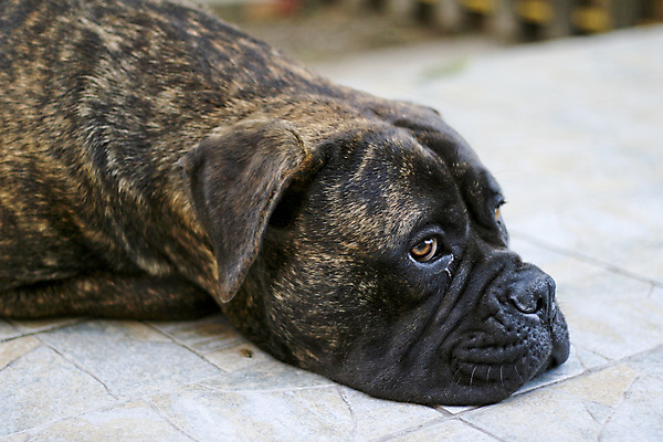 포토 JPG 해외이미지 동물 응시 사람없음 야외 반려동물 갈색 가축 듣기 개 위치 송곳니 기르기 동물상 유래 해외202004 해외포토 시선 컬러 포유류 모션 조형물 치아 돌봄 파일형식 이미지허브
