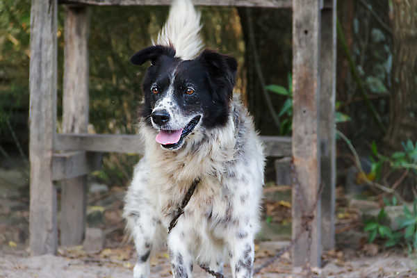 포토 JPG 해외이미지 동물 공원 행복 백그라운드 밭 포유류 자연 털 사람없음 초록색 빛 반려동물 달리기 검은색 가을 흰색 양치기 개 송곳니 기르기 신앙심 해외202004 해외포토 직업 계절 공공시설 감정 컬러 농업 모션 치아 생태계 돌봄 파일형식 이미지허브