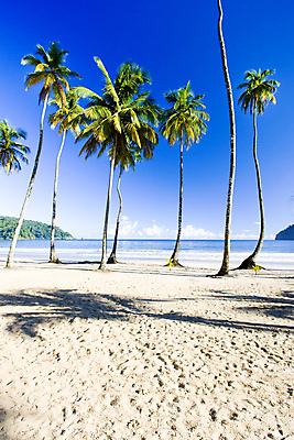 포토 JPG 해외이미지 나무 식물 외관 바다 섬 여행 자연 휴가 손바닥 풍경 해변 사람없음 야외 여름 야자수 미국 침묵 고요 만 세계여행 중앙아메리카 고독 조용 카리브해 내추럴 서인도제도 파라다이스 해외202004 해외포토 손 계절 감정 북아메리카 아메리카 세계 소리 생태계 파일형식 이미지허브