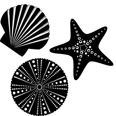 EPS 해외이미지 모양 손 디자인 실루엣 바다 곡선 일러스트 자연 불가사리 연체동물 그래픽 장식 빛 침묵 껍질 흰색 화려 우아함 소라 만화 질감 가리비 엘리먼트 해외202004 해외일러스트 선 컬러 컨셉 조개 어패류 극피동물 무척추동물 촬영기법 신체부위 소리 생태계 파일형식 벡터 이미지허브
