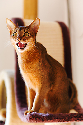 포토 JPG 해외이미지 동물 응시 남자 얼굴 포즈 백그라운드 오렌지 장난 자연 수염 털 앉기 사람없음 빨간색 반려동물 갈색 고양이 흰색 표현 작음 호기심 귀 육식동물 주목 집게발 해외202004 해외포토 시선 감정 컬러 컨셉 과일 포유류 모션 사람 신체부위 크기 생태계 파일형식 이미지허브