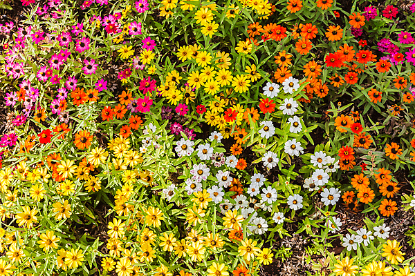 포토 JPG 해외이미지 식물 꽃 분홍색 백그라운드 잎 꽃무늬 자연 사람없음 야외 장식 초록색 컬러풀 정원 봄 활발 성장 벚꽃 신선 개화 닫기 내추럴 묘목 온실 해외202004 해외포토 나무 계절 컬러 컨셉 무늬 모션 생태계 파일형식 이미지허브