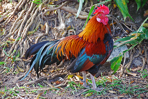 포토 JPG 해외이미지 조류 사람없음 농장 치킨 시골 깃털 수탉 해외202004 해외포토 동물 농업 닭 수컷 닭고기요리 파일형식 이미지허브