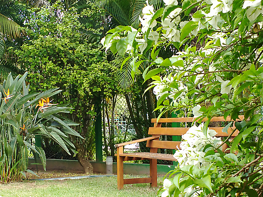 포토 JPG 해외이미지 나무 식물 계절 공원 꽃잎 꽃 잎 꽃무늬 벤치 의자 자연 휴식 풍경 잔디 사람없음 야외 목재 장식 초록색 여름 컬러풀 평화 정원 맑음 침묵 봄 벚꽃 흰색 나뭇가지 신선 개화 장면 내추럴 해외202004 해외포토 공공시설 컬러 가구 컨셉 무늬 재료 날씨 소리 생태계 파일형식 이미지허브