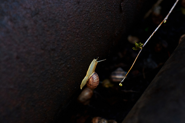 포토 JPG 해외이미지 식물 동물 계절 야생동물 백그라운드 잎 모션 자연 성공 연체동물 나선형 사람없음 야외 물 여름 농장 환경 정원 봄 젖음 껍질 신선 떨어짐 숲 이슬 땅 빗방울 속도 달팽이 느림 내추럴 기어가기 동물상 끈적임 해외202004 해외포토 자연요소 컨셉 무늬 농업 무척추동물 조형물 비_날씨 생태계 파일형식 이미지허브