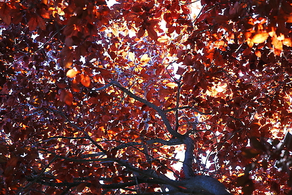 포토 JPG 해외이미지 나무 계절 공원 백그라운드 잎 오렌지 자연 풍경 사람없음 야외 빨간색 초록색 빛 컬러풀 햇빛 태양 노란색 일몰 가을 나뭇가지 시골 숲 장면 내추럴 해외202004 해외포토 자연요소 식물 공공시설 컬러 과일 노을 생태계 파일형식 이미지허브