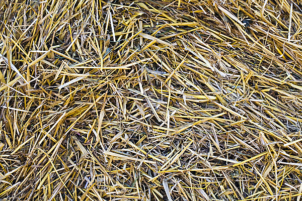 포토 JPG 해외이미지 식물 디자인 음식 백그라운드 농업 자연 건조 사람없음 농작물 갈색 노란색 쌓기 수확 황금 건초더미 볏짚 밀 가득함 심볼 질감 밀짚 발견 내추럴 작살 해외202004 해외포토 산업 컬러 모션 곡류 건초 짚 생태계 파일형식 더미 이미지허브