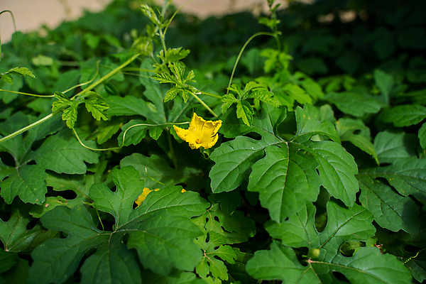 포토 JPG 해외이미지 나무 식물 꽃잎 꽃 얼굴 잎 벤치 자연 탁자 조류 파슬리 서기 앉기 사람없음 야외 목재 초록색 환경 정원 꽃병 검은색 텔레비전 들꽃 성장 흰색 신선 잡기 항아리 도자기 작음 큼 허브 그림 질감 포도나무 양귀비 청동 침엽수 생태학 해외202004 해외포토 동물 교육 컬러 가구 채소 의자 재료 모션 신체부위 전자제품 크기 과일나무 생태계 파일형식 이미지허브
