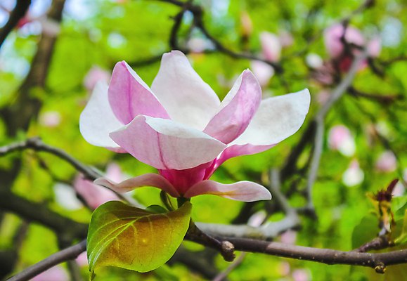 포토 JPG 해외이미지 나무 식물 계절 공원 꽃잎 꽃 분홍색 백그라운드 자연 하늘 프레임 사람없음 야외 장식 초록색 머리 정원 보라색 침묵 봄 활발 성장 벚꽃 흰색 나뭇가지 신선 개화 큼 원예 향기 목련 내추럴 강렬 해외202004 해외포토 공공시설 컬러 컨셉 취미 신체부위 소리 크기 생태계 냄새 파일형식 이미지허브