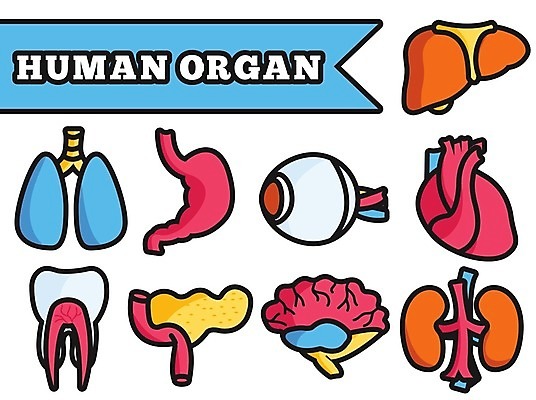 EPS 해외이미지 과학 신체 일러스트 해부 건강 사람없음 내부 빨간색 의사 하트 신장 호흡기관 치아 심볼 뇌 그림 생물학 순환 간 시스템 정맥 방광 췌장 돌봄 엘리먼트 지라 해외202004 해외일러스트 모양 교육 컬러 의학 모션 의료진 소화기관 장기_의학 비뇨기관 혈관 파일형식 벡터 이미지허브